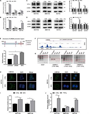 Hypoxia-Induced LIN28A mRNA Promotes the Metastasis of Colon Cancer in a Protein-Coding-Independent Manner